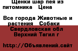 Щенки шар-пея из питомника › Цена ­ 15 000 - Все города Животные и растения » Собаки   . Свердловская обл.,Верхний Тагил г.